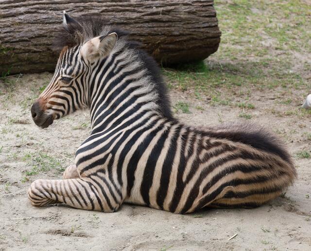 Das Zebra Fohlen fühlt sich in seinem Gehege sichtlich wohl. | Foto: Zoo Linz