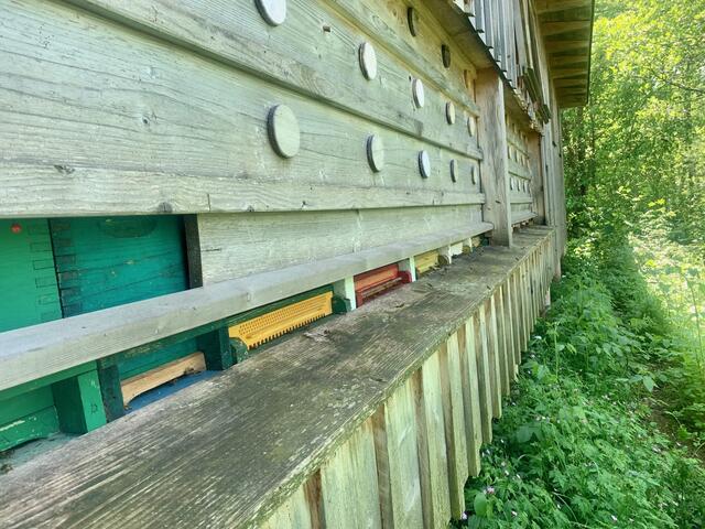 Das Summen der Bienen ist die Stimme des Gartens. Ein Bienenflüsterer