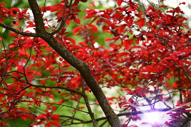 Setagayapark | Foto: © Gabriele Czeiner