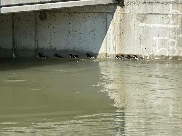 Eine seltene Gänsesäger-Familie drohte bei der Schleuse wegen der starken Strömung abzutreiben, doch die Feuerwehr kam zur Hilfe. | Foto: Freiwillige Feuerwehr Arnoldstein