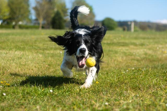 Nach mehreren Giftköderattacken in jüngster Vergangenheit, sollen die Grazer Hundewiesen jetzt sicherer für die Vierbeiner werden. | Foto: Unsplash/Powell