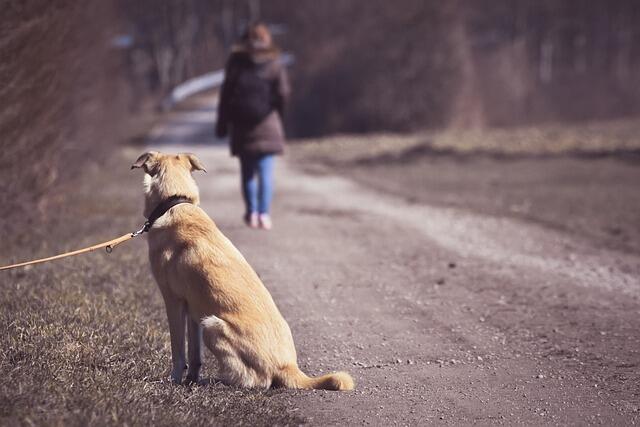 Foto: Alexa/ Pixabay