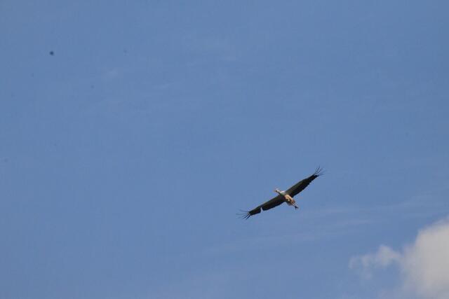 Foto: Michael Strini