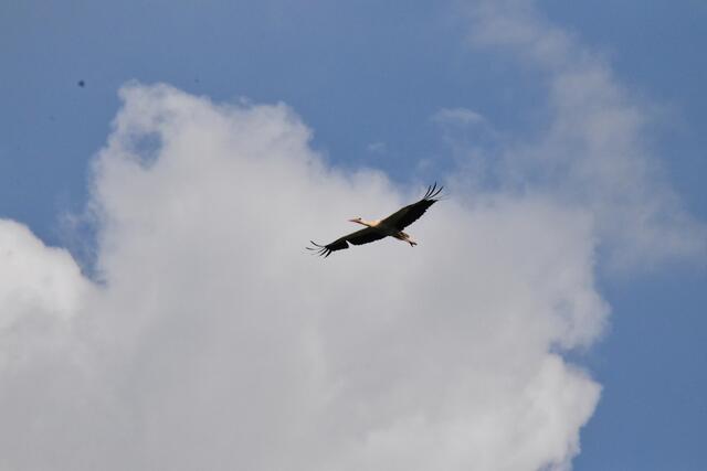 Foto: Michael Strini