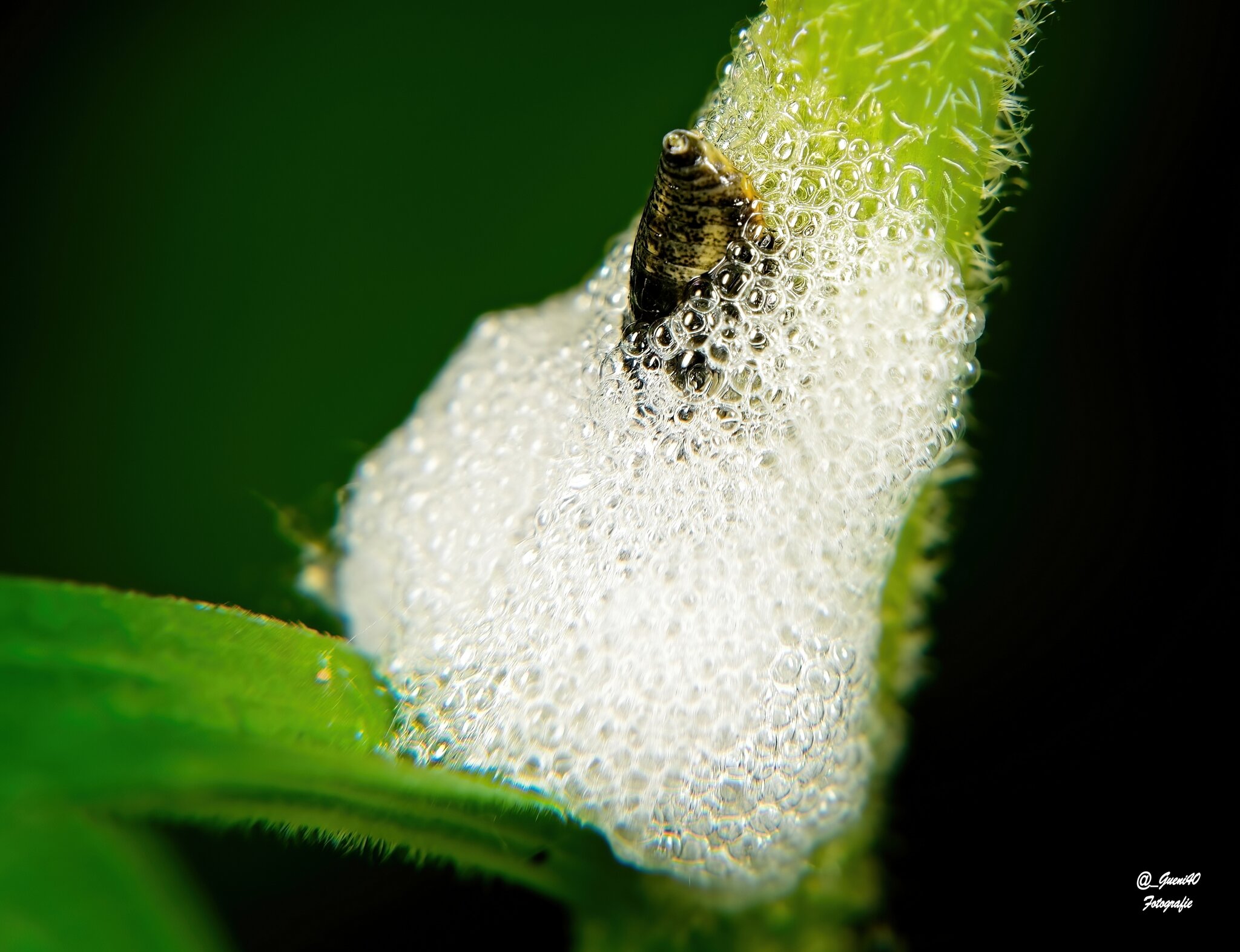 durch unsere schne Natur.........: Der Schaum entsteht durch die Larven  der Wiesenschaumzikade :)) - Spittal