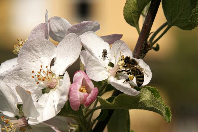 Heute habe ich dieses Bienchen im Schaugarten in Eugendorf fotografisch festhalten können...