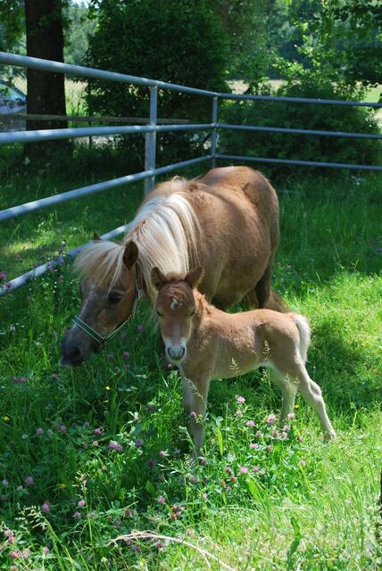 Foto: Tiergarten Walding