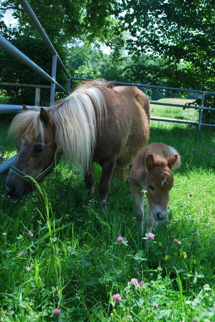 Foto: Tiergarten Walding