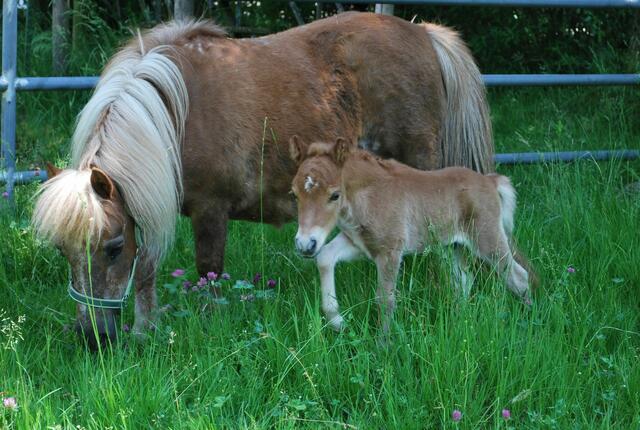 Foto: Tiergarten Walding