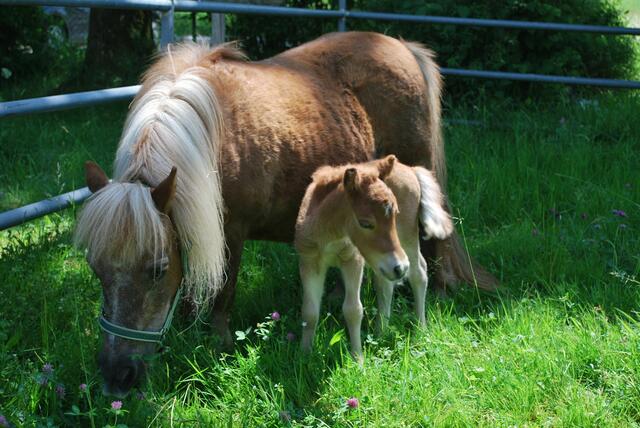 Der kleine "Muck" hat Ende Mai das Licht der Welt erblickt. | Foto: Tiergarten Walding