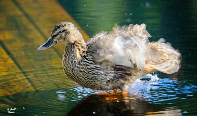 ........poah,dieser Bursche hat mich richtig aus der Fassung gebracht ....