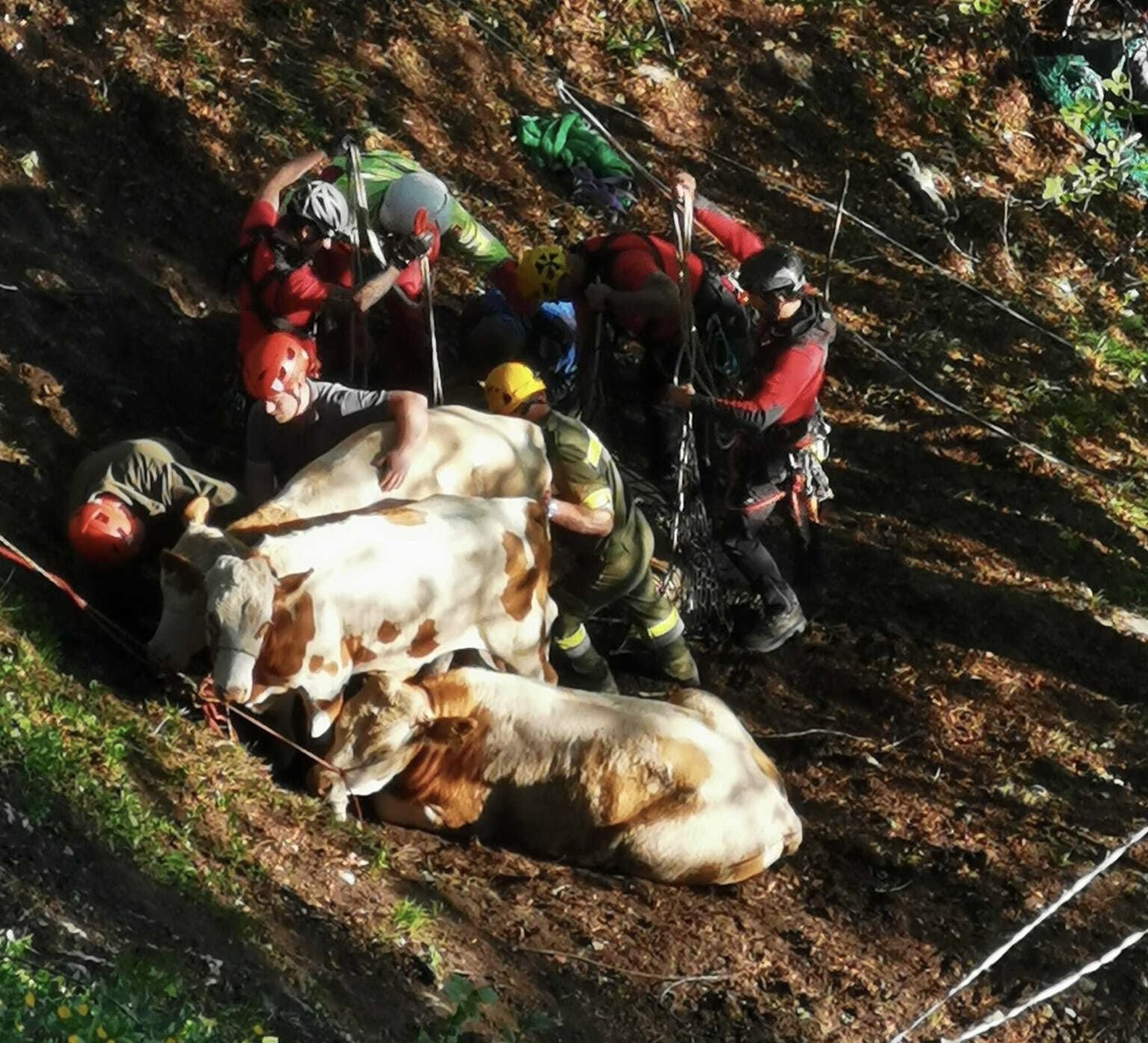 Spektakuläre Almviehrettung: Abenteuerlicher Almauftrieb auf den ...