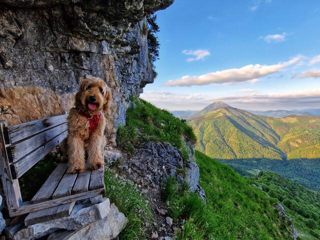 Mostviertler Labradoodle mit Wandererfahrung: Herrchen Christian Hahn zeigt uns als Regionaut regelmäßig die Fotos der Wandertouren. | Foto: Hahn