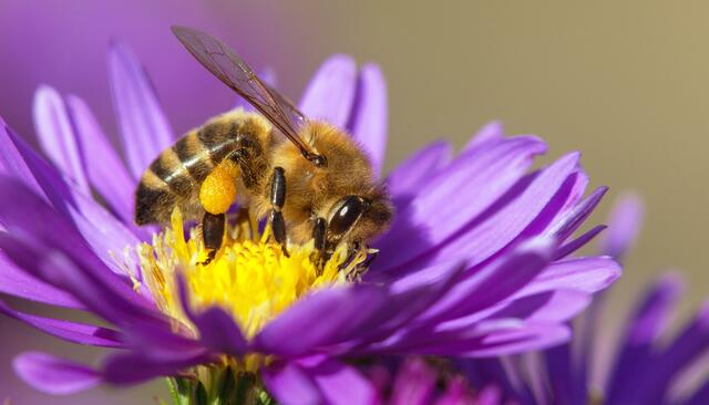 Diese Biene hat an ihrem Pollenhöschen schwer zu schleppen. Der Pollen dient ihrem Volk als Eiweißnahrung. | Foto: Daniel Prudek/Shutterstock.com