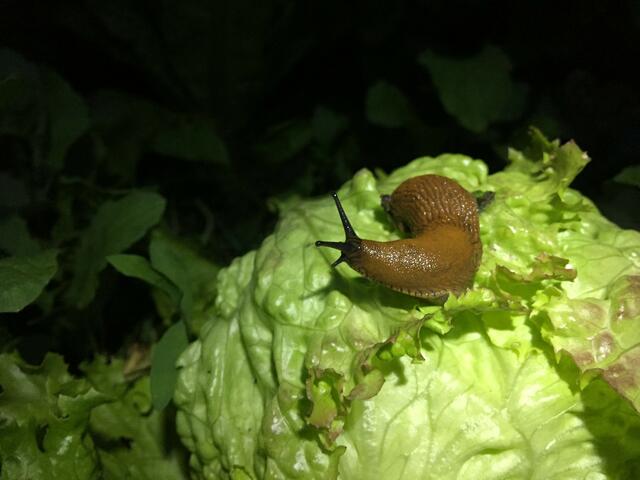 Milde Temperaturen und hohe Feuchtigkeit sind ideale Bedingungen für Schnecken. | Foto: „Natur im Garten“ / K. Weber