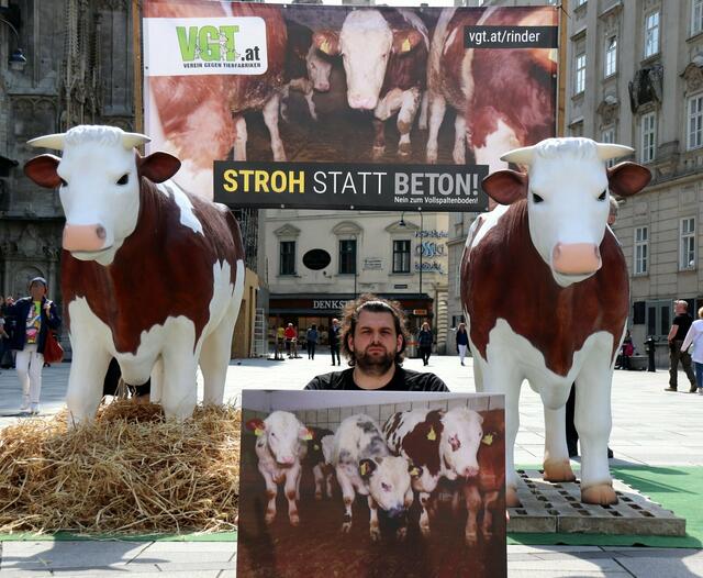 Weil die Haltung von heimischen Mastrindern in den Augen des Verein gegen Tierfabriken (VGT) vielerorts nicht artgerecht ist – Stichwort Vollspaltenböden – haben die Tierschützer eine neue Kampagne auf die Beine gestellt. | Foto: VGT.at