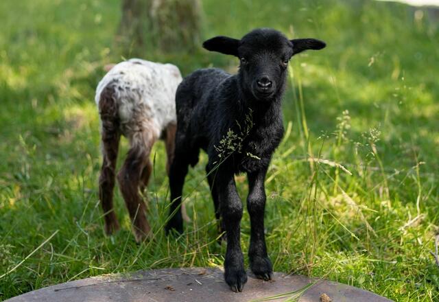 Neun kleine Schäfchen erblickten das Licht der Welt und obwohl ihr Vater eigentlich keinen Nachwuchs zeugen konnte. | Foto: Gut Aiderbichl