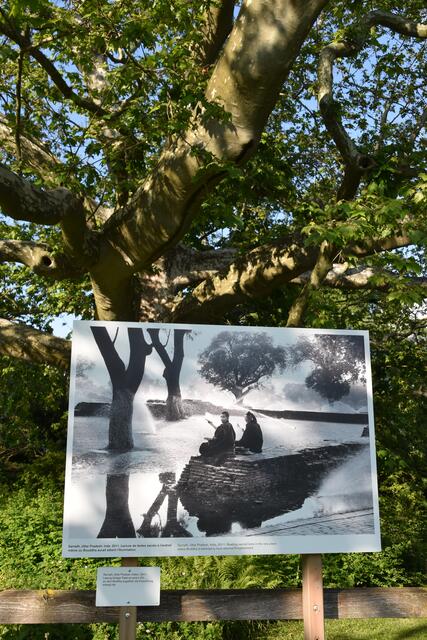 Bäume in und neben der Fotoausstellung. | Foto: Preineder
