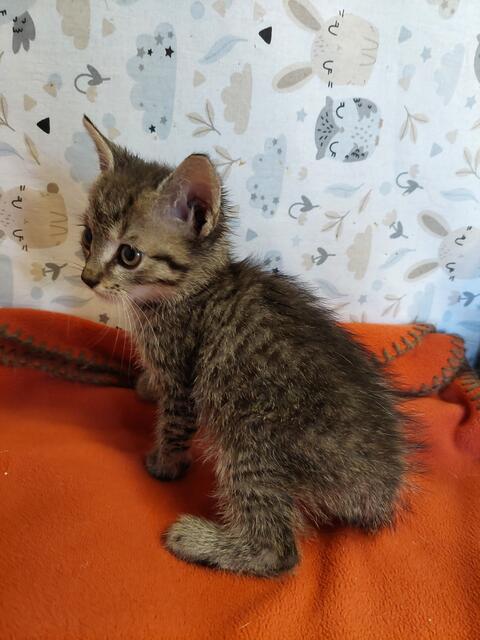 Das kleine Fundkatzerl stammt eigentlich aus Ungarn und reiste bis nach Seekirchen.  | Foto: Pfotenhilfe