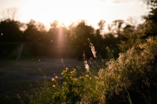 Warmes Wetter, blühende und duftende Pflanzen: Was für andere wunderschön klingt, plagt Pollenallergikerinnen und -allergiker jedes Jahr aufs Neue. | Foto: freestocks/unsplash
