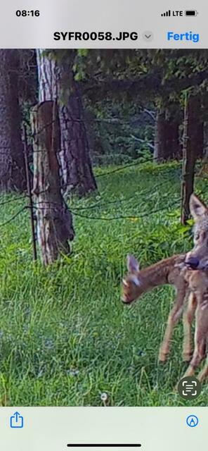 Ein seltenes Bild eines Wolfes mit seiner Beute im Bezirk Neunkirchen. | Foto: privat
