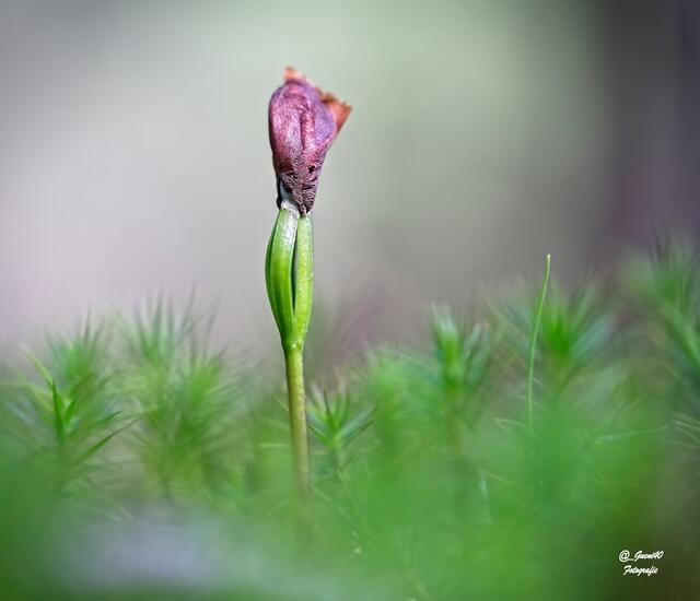 ........eine eigene Lichtstimmung  .....