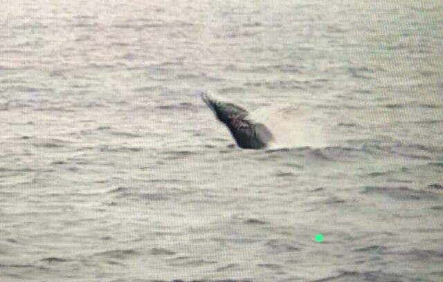 Iceland, ERASMUSA+ project LeMOOn, Whale Watching Tour
ACD-Agency for Cultural Diplomacy | Foto: Tatjana Christelbauer