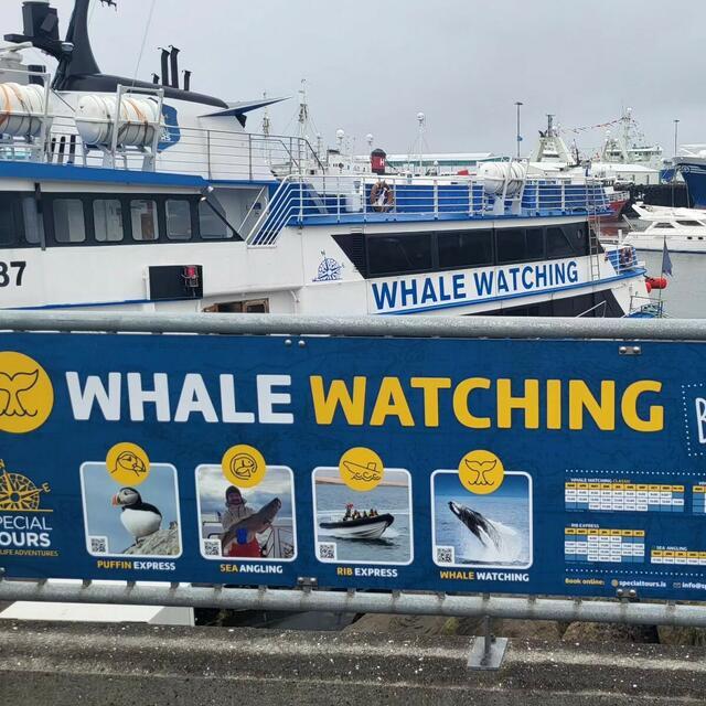 Whale Watching Tour, ERASMUAS+ project team LeMOON, Iceland
 | Foto: Hallgrímskirkja