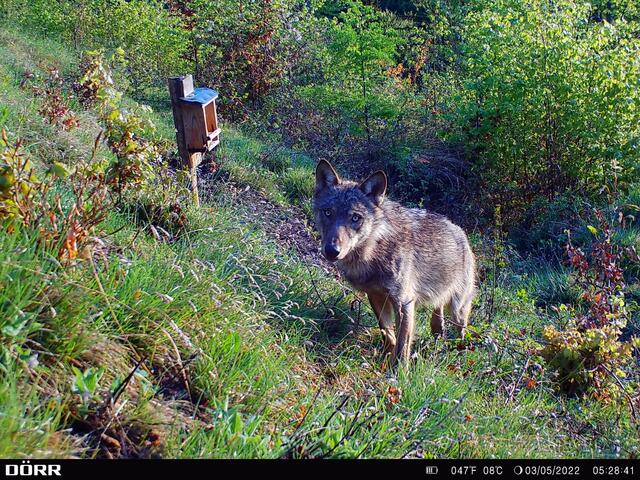 Dieser Wolf wurde im Vorjahr im Grazer Umland abgelichtet. | Foto: Steirische Jägerschaft