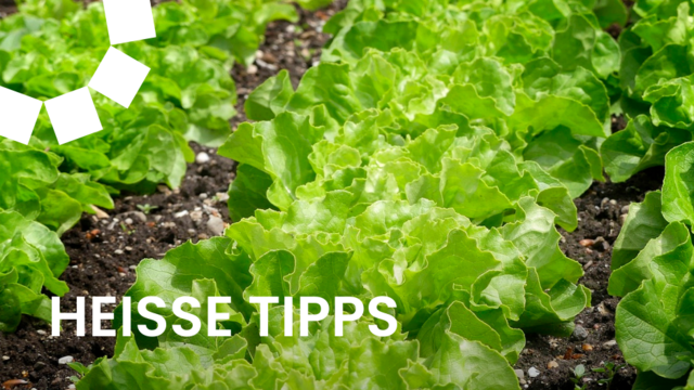 Schneckenplage und wie du sie verhindern kannst. | Foto: pixabay.com