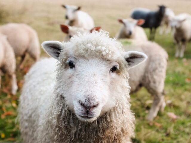 Die GRÜNEN fordern Herdenschutz. Der Landwirtschaftsausschuss hat den Antrag im Vorfeld abgelehnt. | Foto: pixabay.com