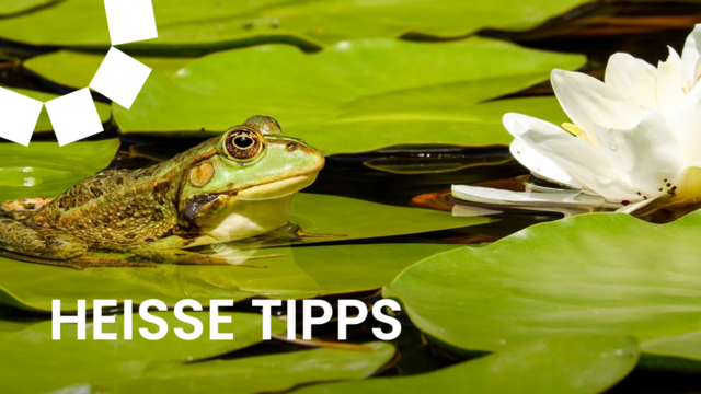 Gewässer sollten unbedingt fischfrei sein, da Fische Laich und Kaulquappen fressen. | Foto: pixabay.com