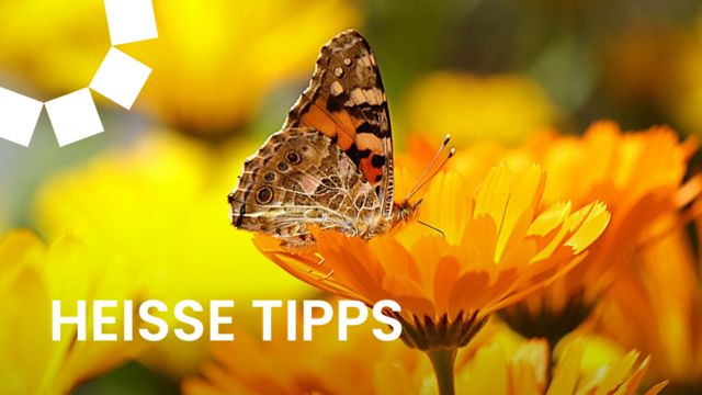 Unser Garten steckt voller Überraschungen! | Foto: pixabay.com