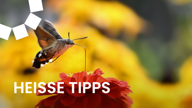 Am 22. Mai, dem Tag zur Erhaltung der Artenvielfalt, lautet die zentrale Frage: Was können wir tun, um die biologische Vielfalt zu erhalten?  | Foto: pixabay.com