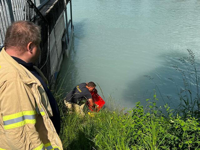 Die Entenmutter samt Nachwuchs wurde zur nahegelegenen Bootanlegestelle des Inns gebracht.  | Foto: ZOOM.Tirol