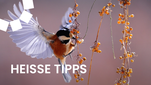 Unsere "Vogerl" richtig schützen. | Foto: pixabay.com