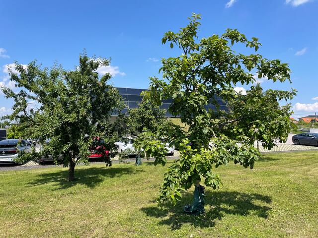 Büro PÜSPÖK in Parndorf | Foto: Regionalmedien Burgenland