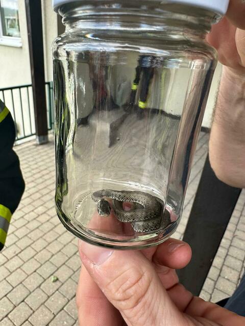 Nach Bergung der kleinen Schlange wurde das Tier in die Freiheit entsandt. | Foto: FF Kierling