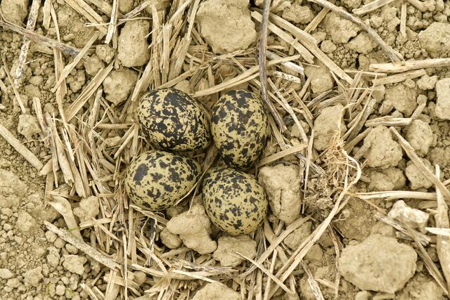 Vier Eier pro Kiebitz-Gelege sind die Regel. | Foto: Daniel Leopoldsberger