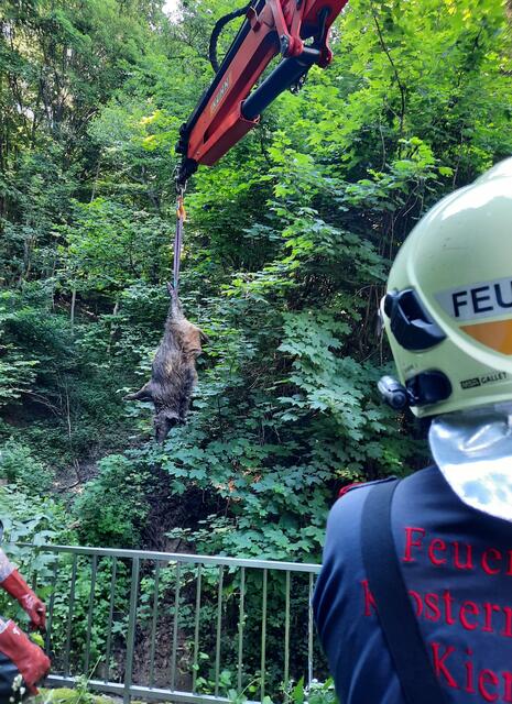 Das Wildschwein konnte leider nur noch tot geborgen werden. | Foto: FF Kierling