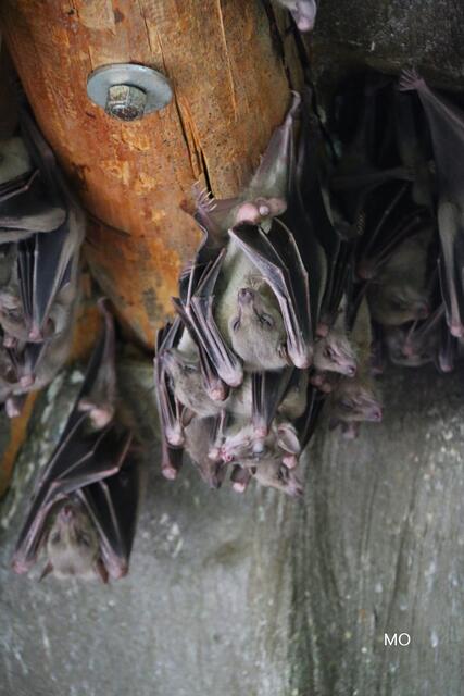 Fledermauskolonie am Dachboden
