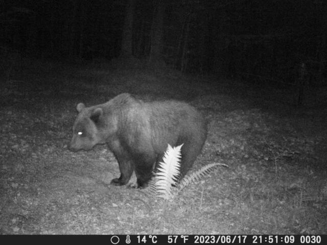 Dieses Foto stammt aus einer Fotofalle, die Thomas Wechner im Klausenwald aufgestellt hat. | Foto: Thomas Wechner