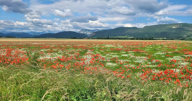 Mohn mit Margeriten