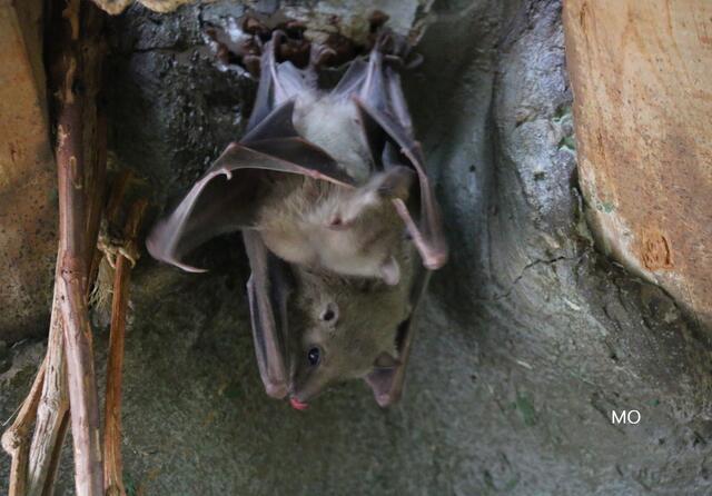 Fledermäuse, Tierschutz