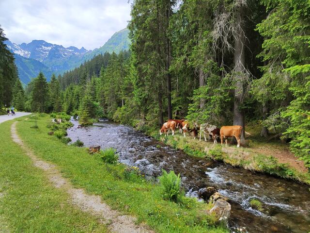 Am Weg vom Parkplatz zum See... | Foto: I.Wozonig