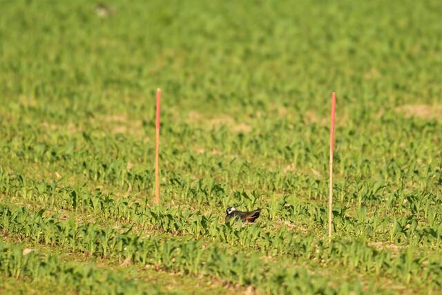 Die Nistplätze des Bodenbrüters wurden mit Stangen gekennzeichnet, um die Landwirte bei der Bewirtschaftung zu warnen. | Foto: Daniel Leopoldsberger