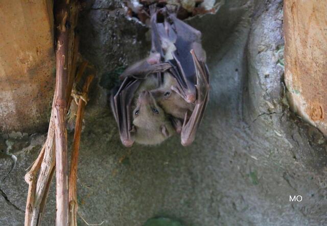 Fledermäuse, Tierschutz