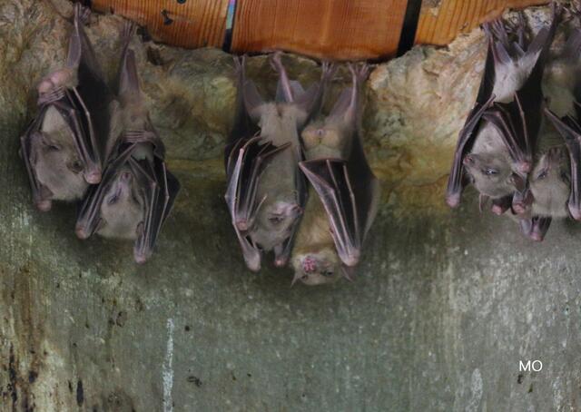 Fledermäuse hängen kopfüber an der Decke
