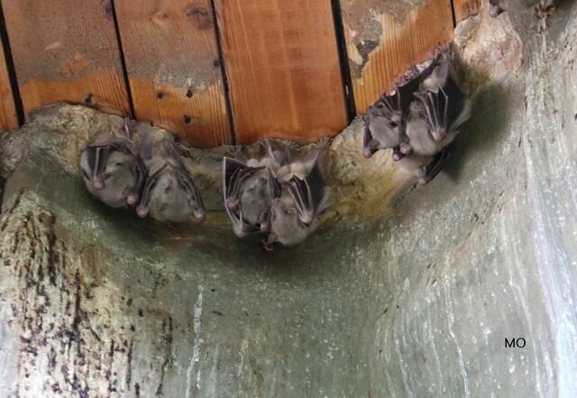 Fledermäuse, geschützte Tierarten