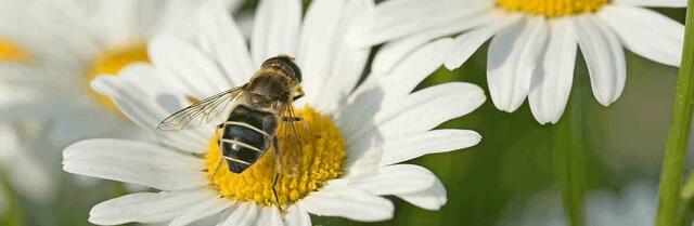 Foto: Gemeinde Gallspach